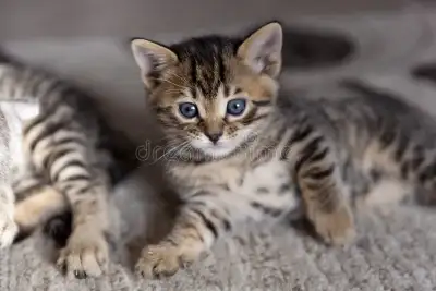 chatons bengal (RESTE QUE LE BEIGE), View more