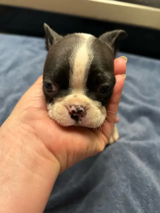 boston terriers in Dogs & Puppies for Rehoming in Prince George - Image 6