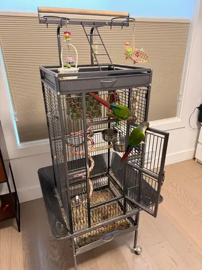 A pair of Green Cheek Conures, View more