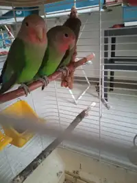 Love bird peach face hand feed friendly Male and female