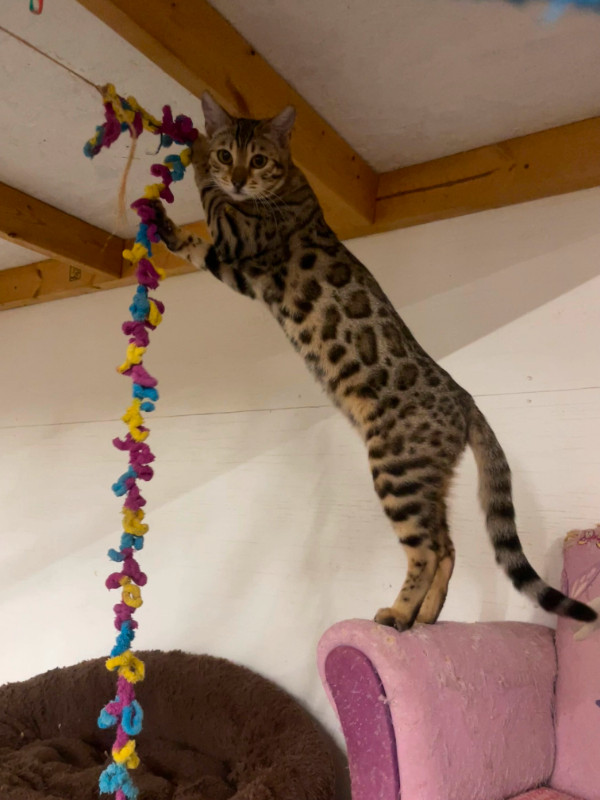 Beautiful Bengal Kittens in Cats & Kittens for Rehoming in Winnipeg - Image 4