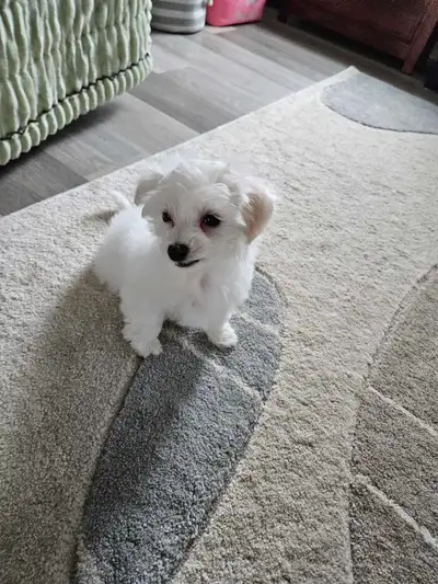 Maltese puppies Sold, View more
