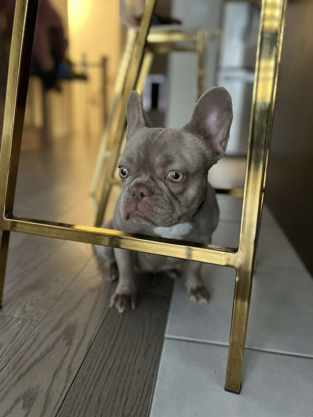 1 high quality mini French bulldog for sale  in Dogs & Puppies for Rehoming in City of Toronto - Image 3