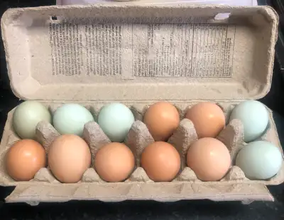 Free range chicken eggs, my bird eggs non medicated feed and lots from my garden in the summer. Pick...
