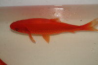 Large Pond Fish for Sale