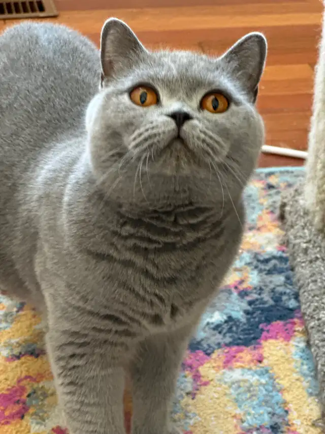 Registered British Shorthair