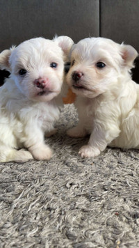 Pure Bred Maltese Puppies