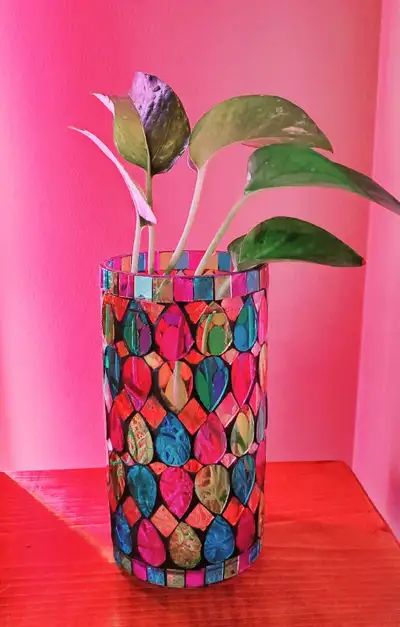 Golden pothos , View more