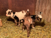 Nigerian Dwarf Goats -Purebred