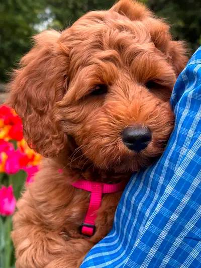 ARE YOU LOOKING FOR A MEANINGFUL WAY TO ADOPT AN AUSTRALIAN LABRADOODLE PUPPY? Sunset Trails Austral...
