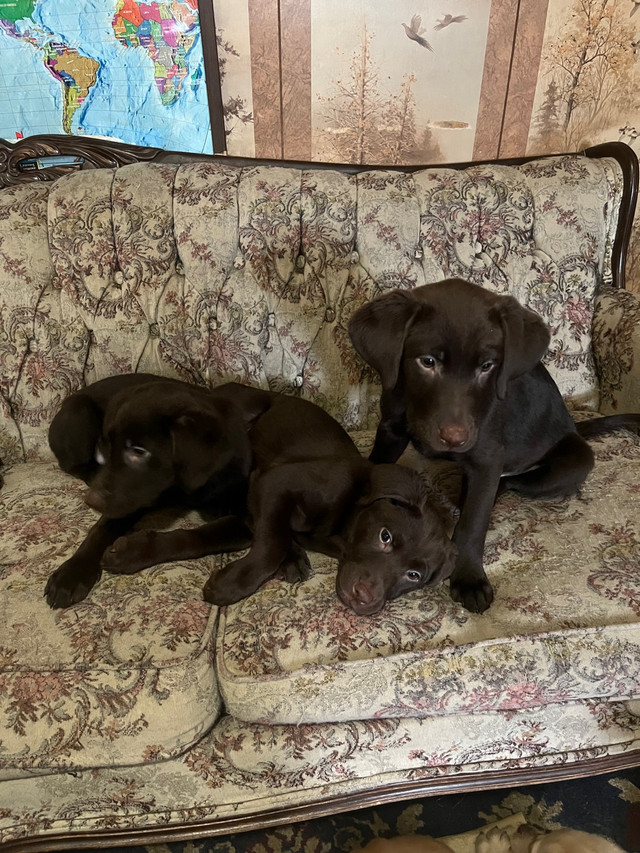 Pur bread Labrador puppy chocolate and golden  in Dogs & Puppies for Rehoming in North Bay - Image 2