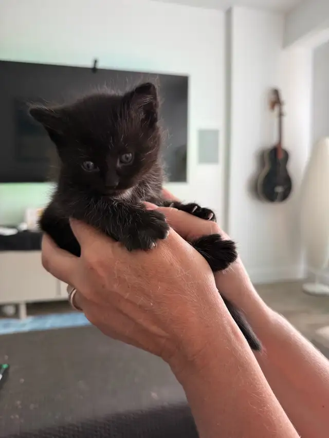 Baby kittens in Other in City of Toronto - Image 6