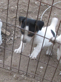 JACK RUSSEL PUPPIES FOR SALE