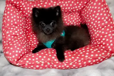 Chiot loulou (petit )pomeranien male, View more