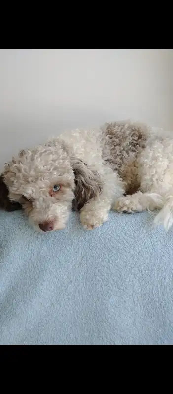Tiny Toy Poodle Puppies in Dogs & Puppies for Rehoming in Markham / York Region - Image 9