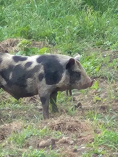 KuneKune Piglets, 9-13 weeks old, View more