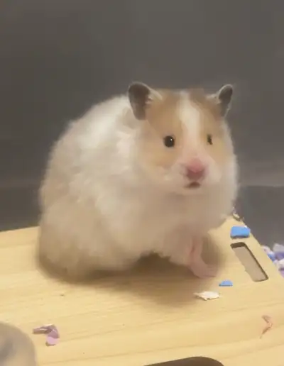 Healthy & Ethically-Bred Hamsters, View more