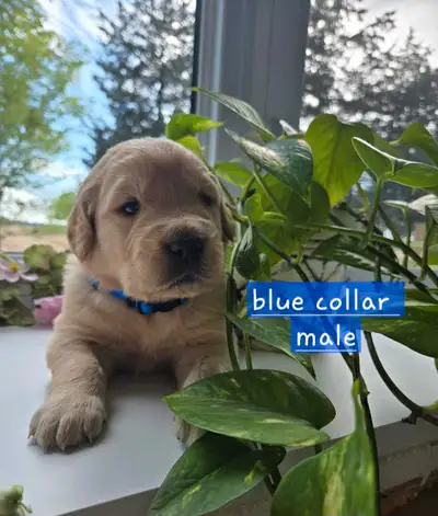 Tala had her puppies!!! These adorable little fluffballs were born on on May 3 and will be ready to...