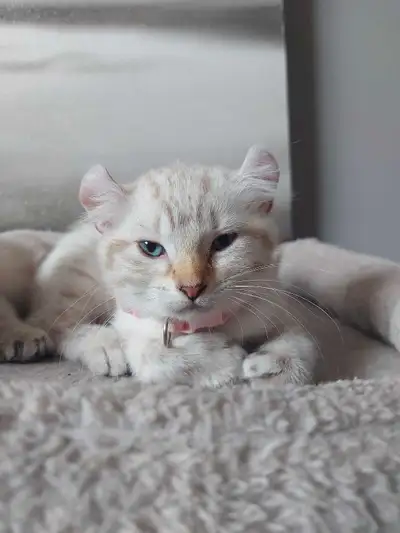 Une portée de 3 chatons highland lynx ! Il reste une petite femelle avec un pelage blanc, des oreill...