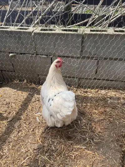 Laying hens , View more