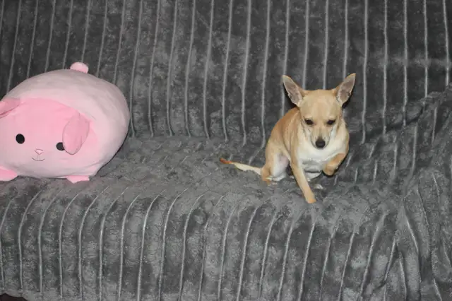 Chihuahua❤️Femelle Blonde ❤️Protection100% .Garantie. ★★★ in Dogs & Puppies for Rehoming in Laval / North Shore - Image 4