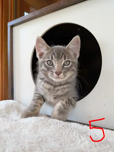 Kittens SOLD, View more