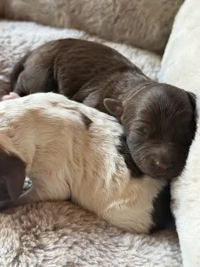 Mini Cockapoo, View more