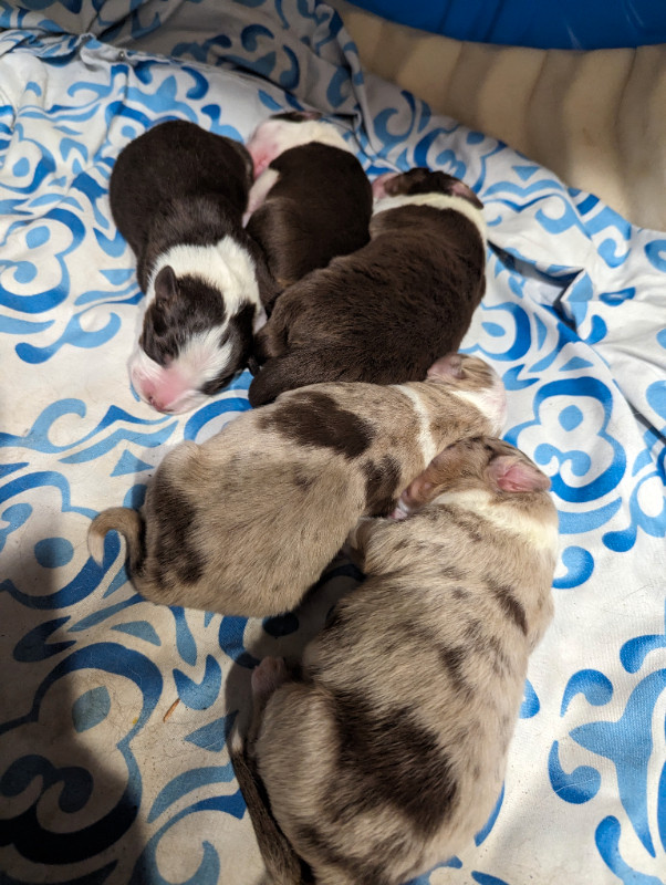 Beautiful Australian shepherd puppies in Dogs & Puppies for Rehoming in Whitehorse