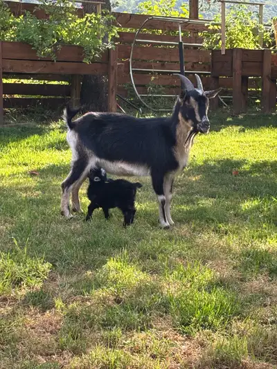 Magnifique chèvre miniature de 17 pouces avec son mignon petit bébé de 7 semaines .