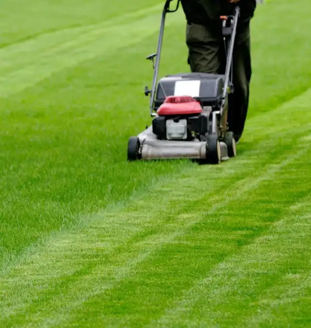 Starting $19 Grass Cutting Same Day Visit62863734795907122