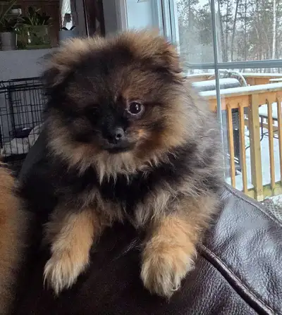 Pomeranian, View more