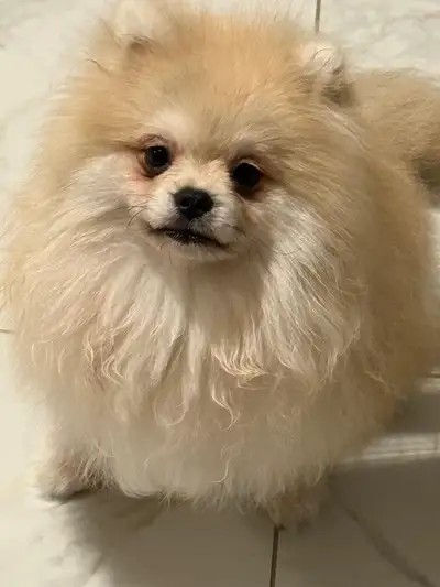 Pomeranian , View more