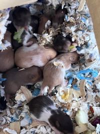 beautiful newborn baby hamsters (rex, short long hair)