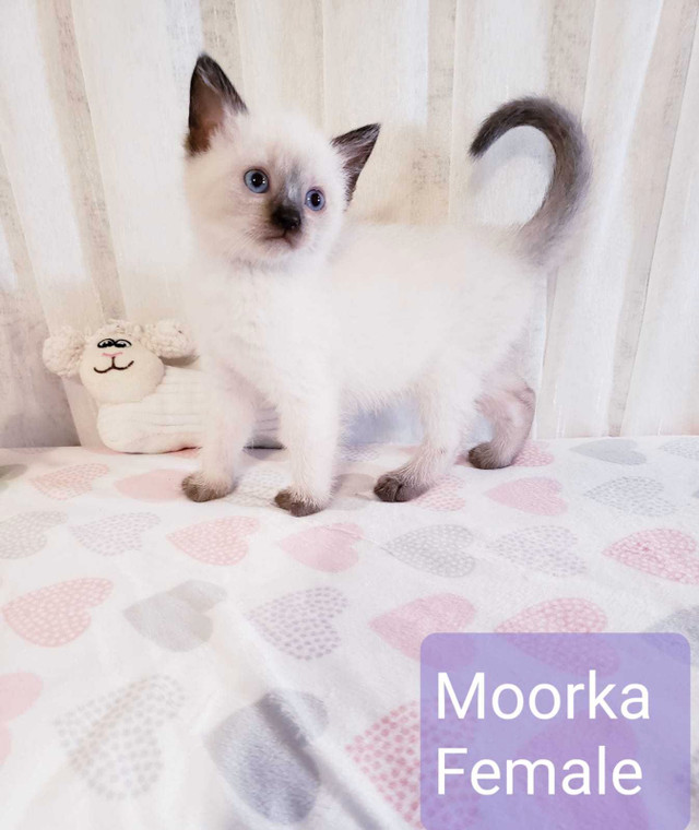 Siamese Kittens in Cats & Kittens for Rehoming in Winnipeg