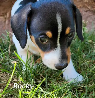 MINIATURE DACHSHUND PUPPIES, View more
