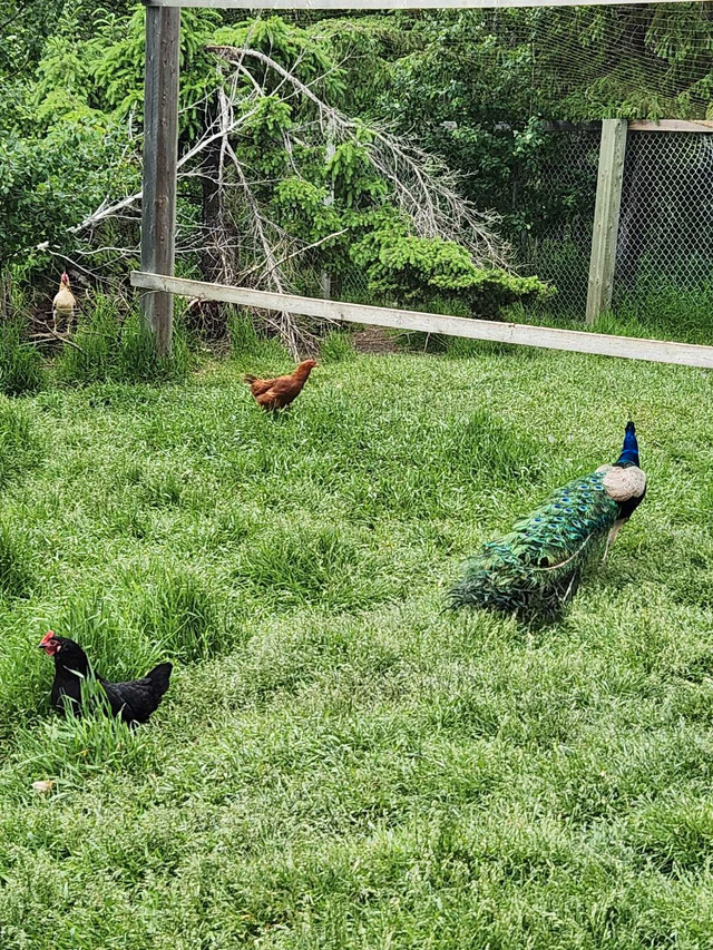 peacock s in Birds for Rehoming in Strathcona County - Image 2