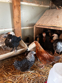 14 started unsexed juvenile chickens