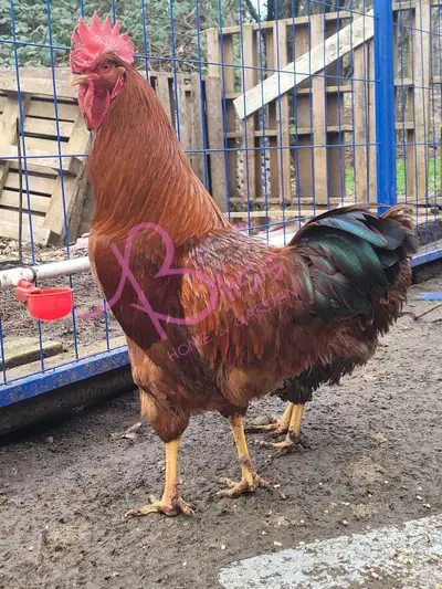 $2/ egg $24/ dozen Pure bred rhode islands of excellent stock They begin laying around 5 months Segr...