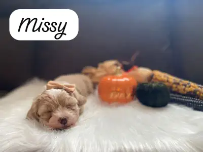 Beautiful shitzu poodle puppies, View more