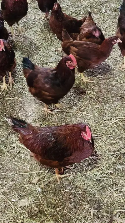 Roosters/ village chickens, View more