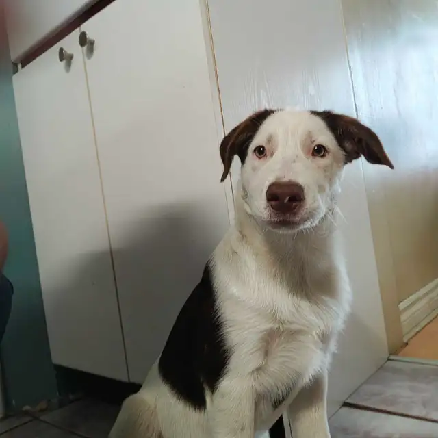 chiot berger australien mixte border husky Alaskan in Dogs & Puppies for Rehoming in Trois-Rivières - Image 9