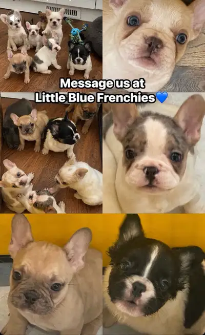 French Bulldog - Fluffy, View more