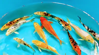 Koi fish for sale, View more