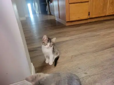 Domestic short hair kittens, View more