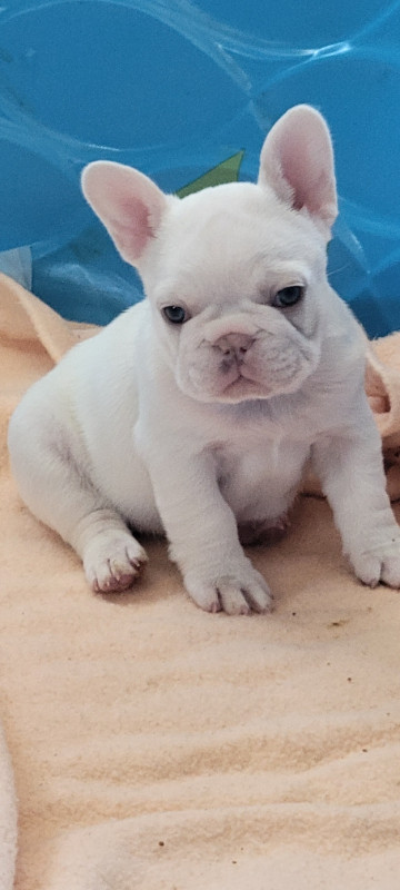 FRENCH BULLDOG PUPPIES in Dogs & Puppies for Rehoming in North Bay