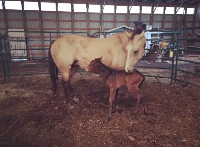 Quarter horse brood mare in Livestock in Vanderhoof - Image 7