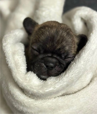 Frenchbulldog puppies looking for their forever home! 