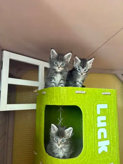 Chatons Mainecoon enregistrer , View more