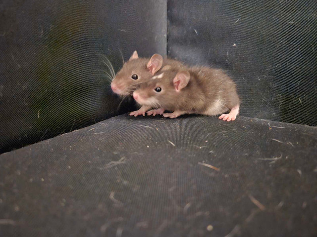 Bébés rats disponibles/Baby rats available  dans Petits animaux à adopter  à Laval/Rive Nord - Image 2