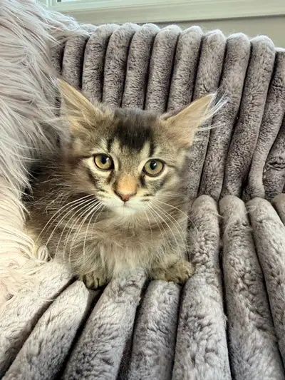 Polydactyl Munchkin Kittens, View more